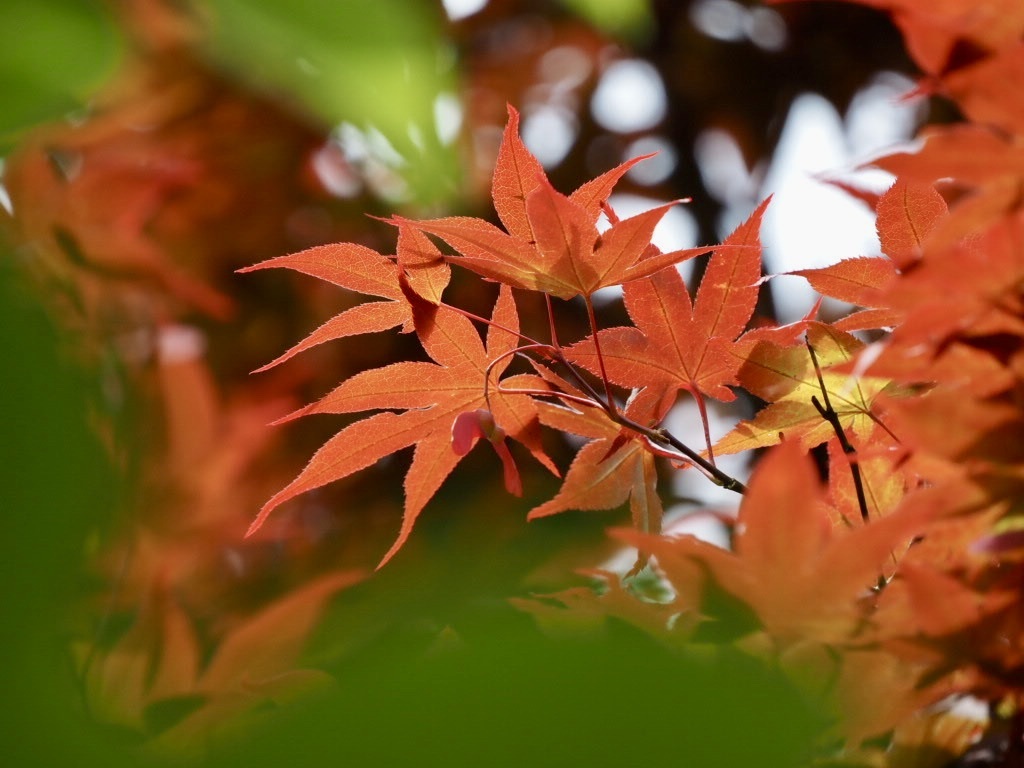 RED&GREEN