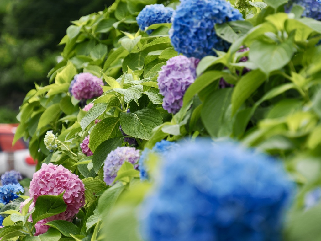 高原の紫陽花