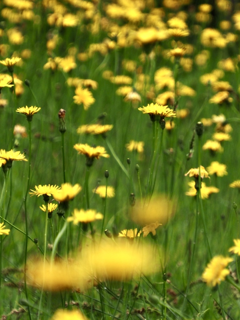 天空の花園