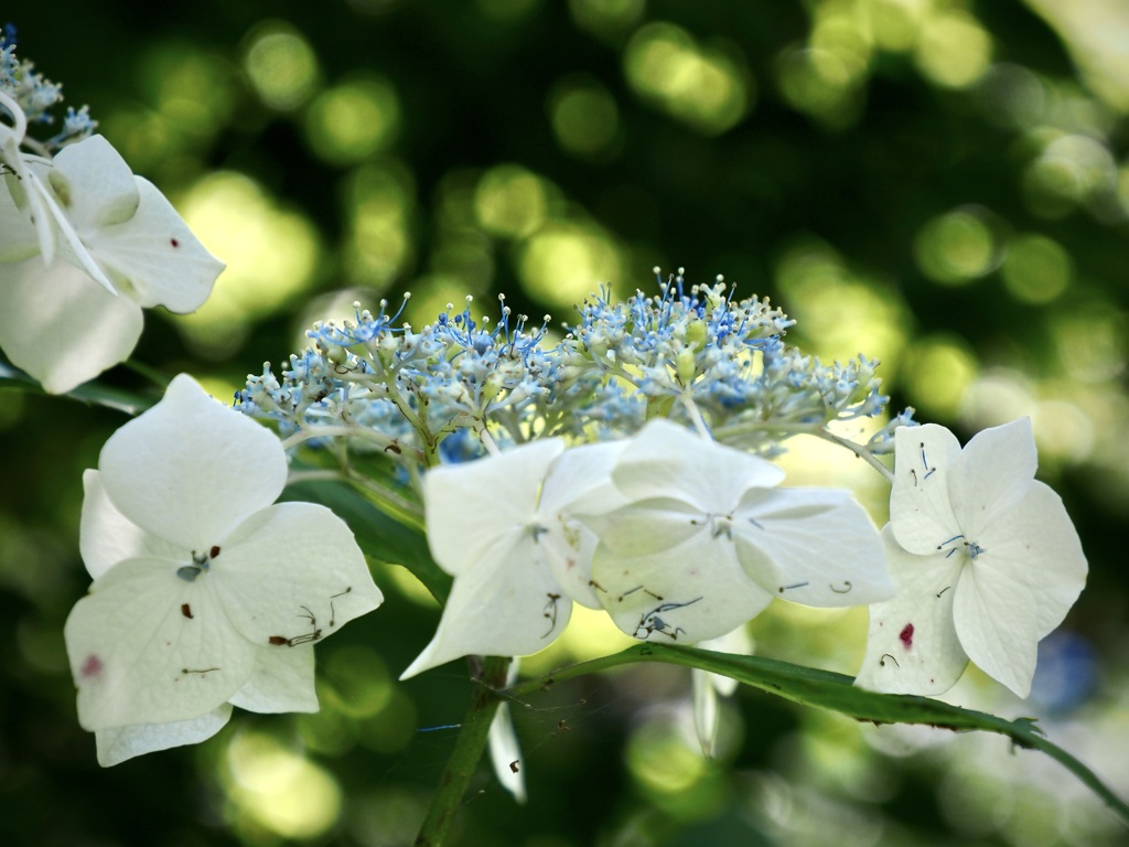 紫陽花に玉ボケの雨の降る