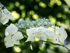 紫陽花に玉ボケの雨の降る