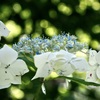 紫陽花に玉ボケの雨の降る