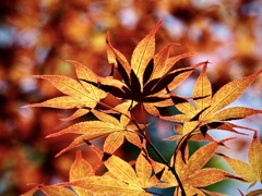 梅雨紅葉4