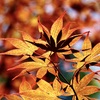 梅雨紅葉4