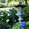 石灯篭と紫陽花