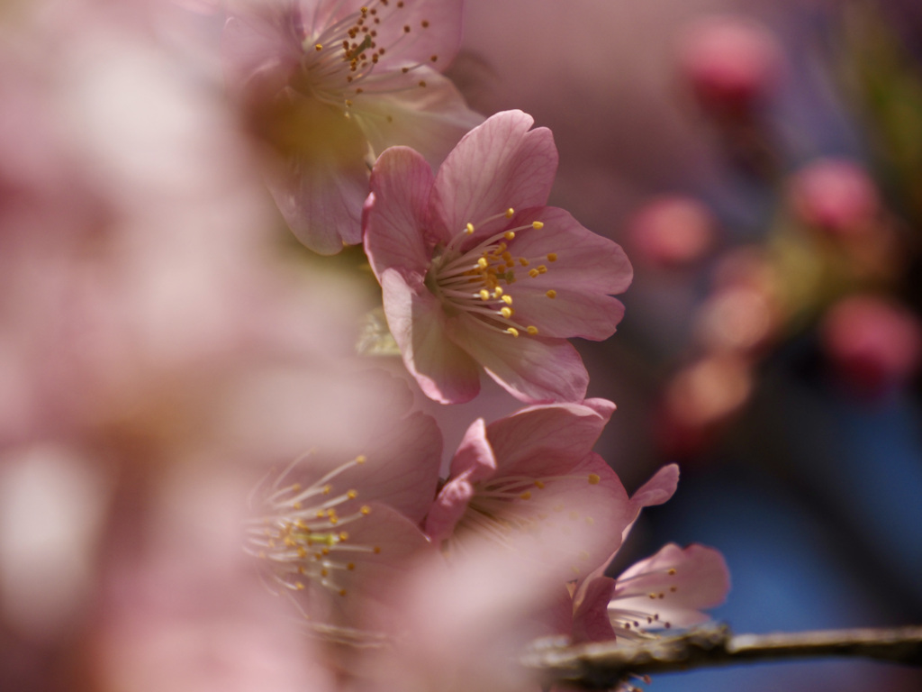 河津桜2
