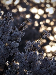 キラキラの夕日の雨が桜に降る