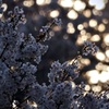 キラキラの夕日の雨が桜に降る