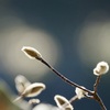 もこもこ蕾