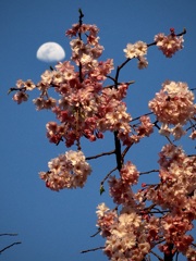 枝垂れ桜と月