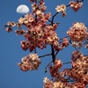 枝垂れ桜と月