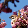 河津桜とスズメ