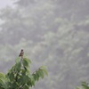 朝靄の中で2