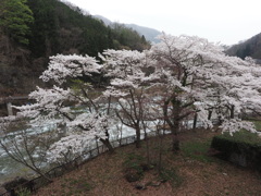 桜三昧