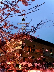 薄暮の桜 スターバックス リザーブ® ロースタリー 東京
