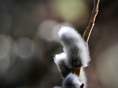 もふもふ・ユキヤナギ