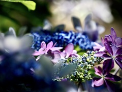浄慶寺の紫陽花5