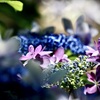 浄慶寺の紫陽花5