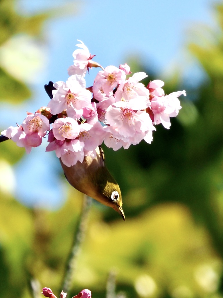 桜と…。