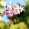 桜と…。