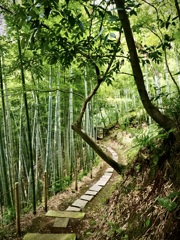 竹林から永楽洞門を臨む