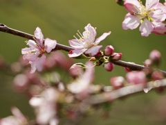 一重庭桜2