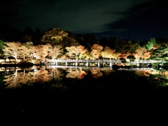 秋の夜散歩2025　日本庭園2