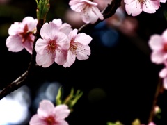 八芳園の河津桜4
