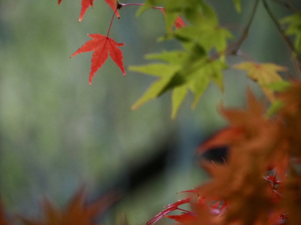 栗林公園の紅葉5