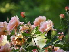 日比谷公園に咲く・ヘレン　トロべール