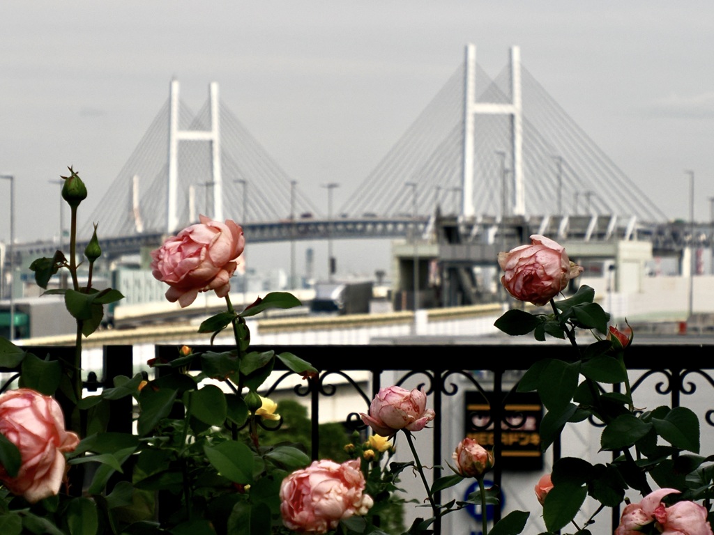 横浜の薔薇