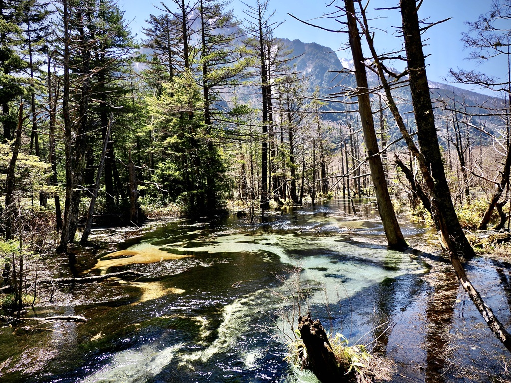 岳沢湿原2