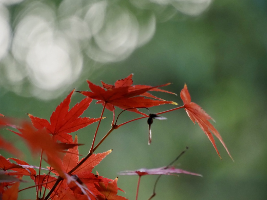 栗林公園の紅葉3