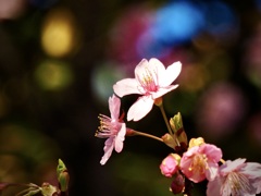 八芳園の河津桜2