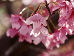 河津桜