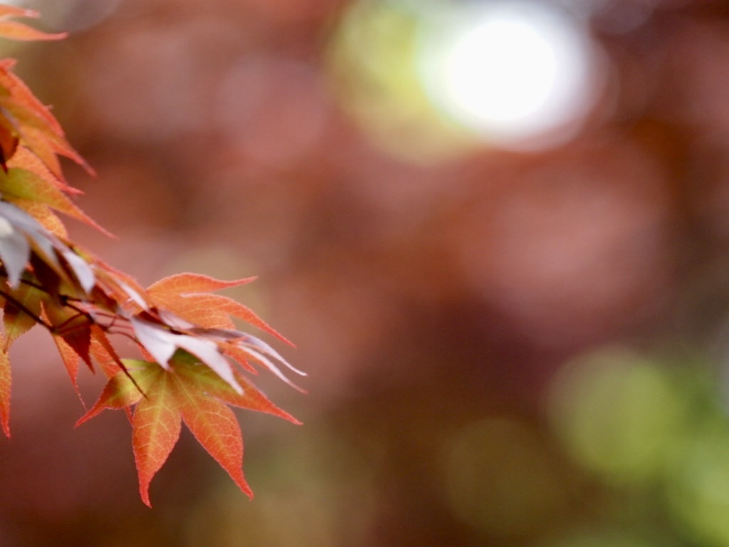 6月の紅葉