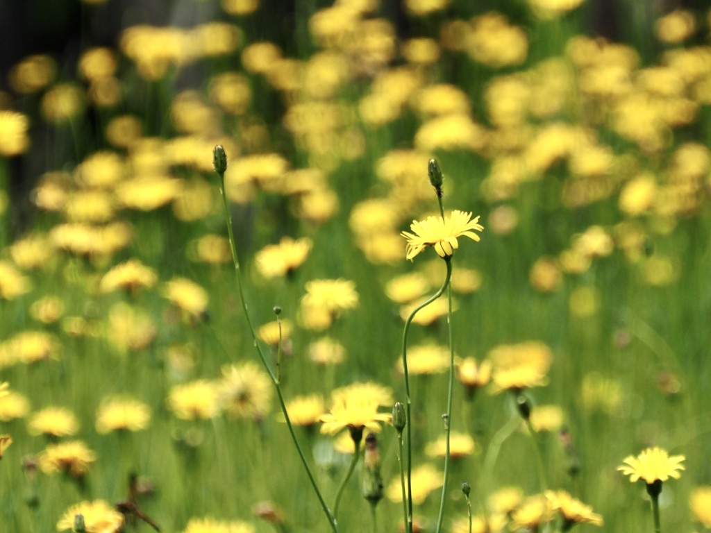 天空の花園2