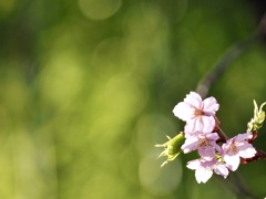 三ツ池公園の桜13