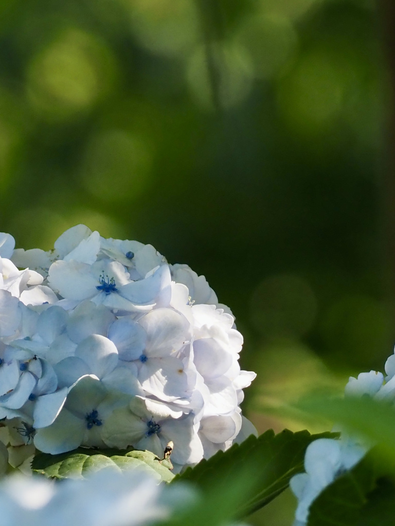 白い紫陽花