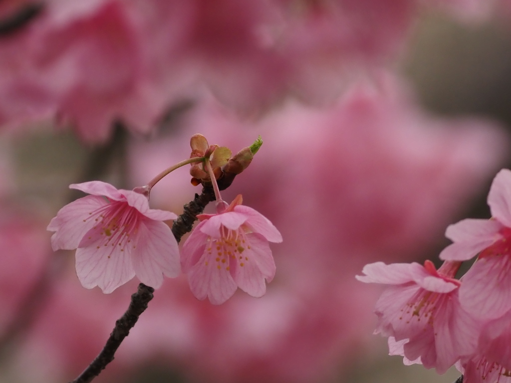 最後の河津桜