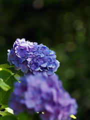 梅雨入り前の紫陽花