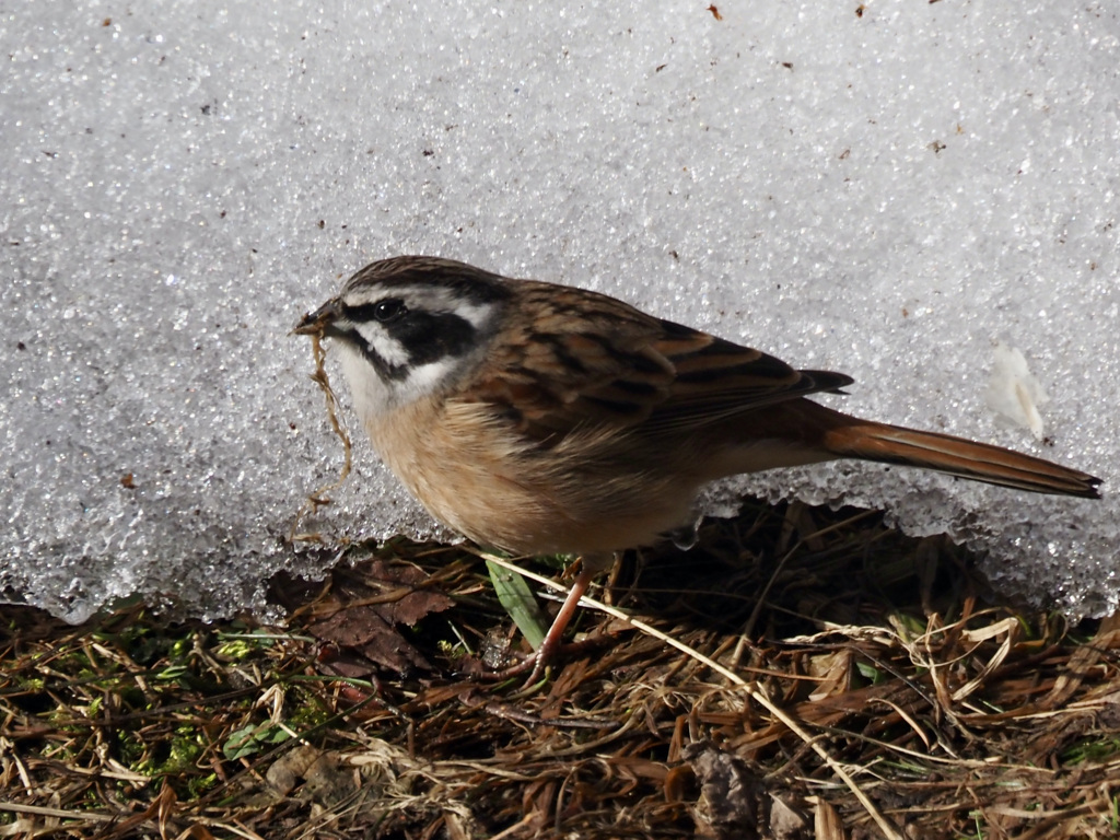 雷鳥じゃなくてゴメンネゴメンネ〜♪