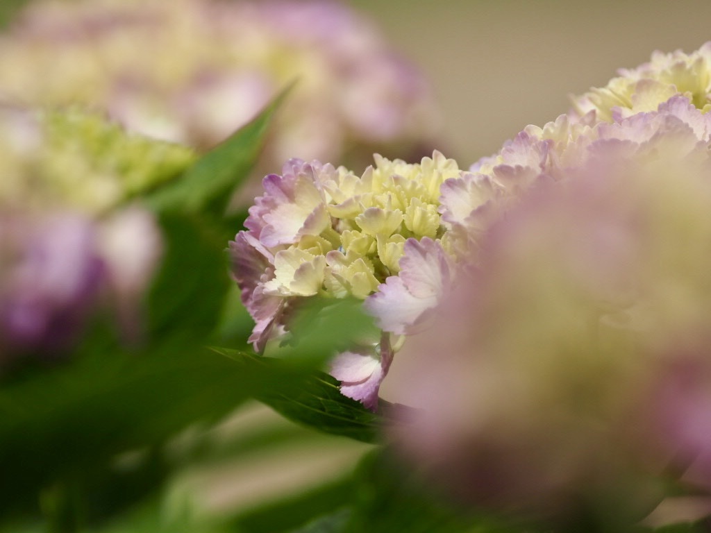 今年最後の紫陽花