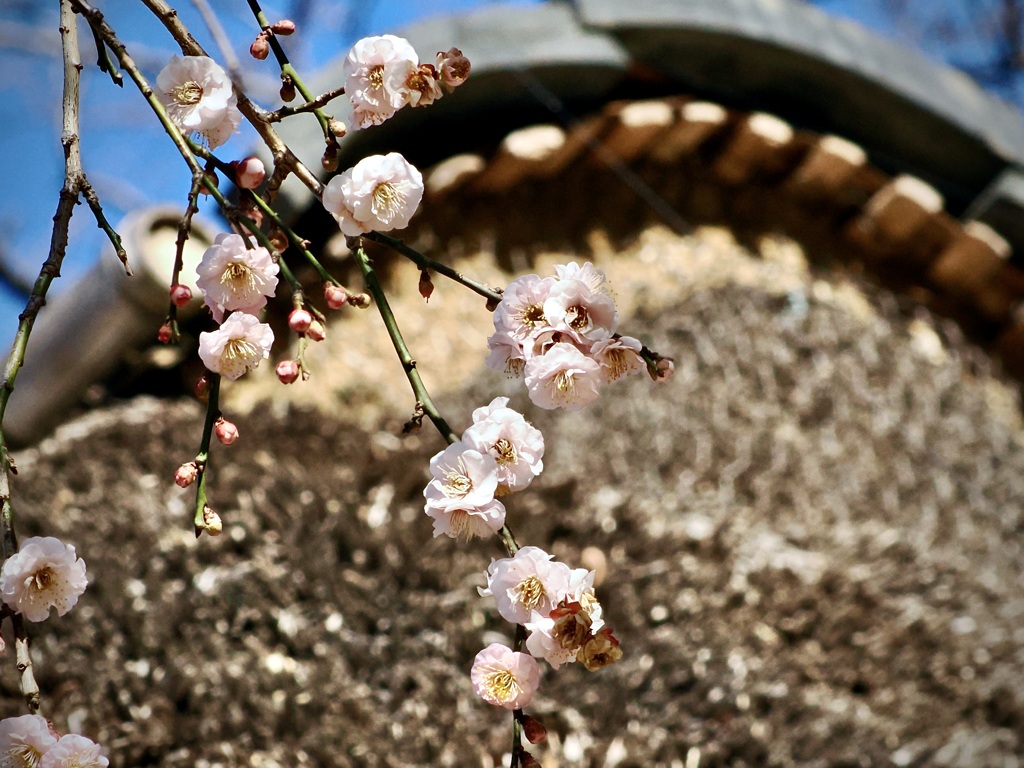 茅葺き屋根と枝垂れ梅