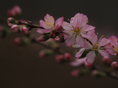 一重庭桜