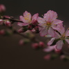 一重庭桜