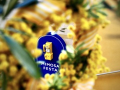 MIMOSA FESTA 2025 オリーブの階段踊り場