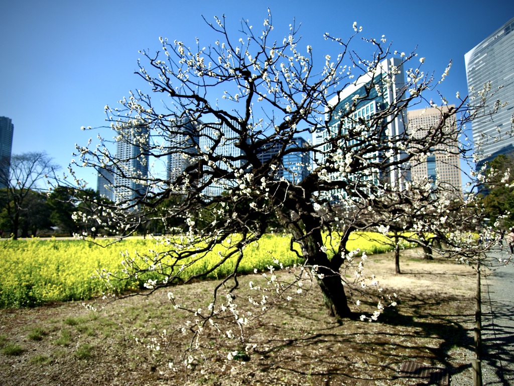 梅と菜の花とビル群と