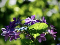 浄慶寺の紫陽花3