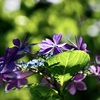 浄慶寺の紫陽花3